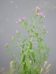 Epilobium hirsutum