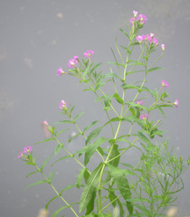 Epilobium hirsutum