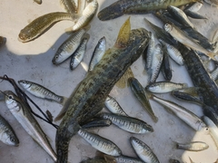 Gobius ophiocephalus