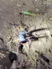 Thelyphonus sepiaris