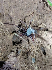 Thelyphonus sepiaris