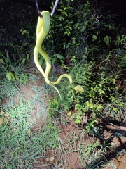 Craspedocephalus gramineus