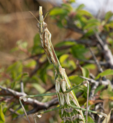 Empusa pennata
