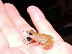 Eleutherodactylus modestus