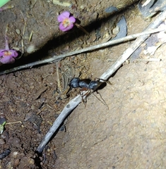 Camponotus compressus