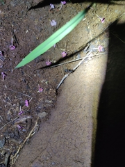 Camponotus compressus