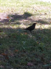 Turdus merula