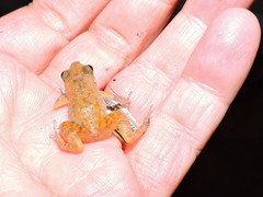 Eleutherodactylus modestus