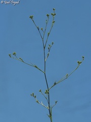 Bupleurum boissieri
