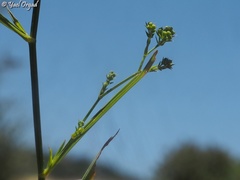 Bupleurum boissieri