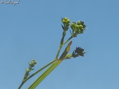 Bupleurum boissieri