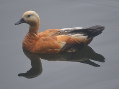 Tadorna ferruginea