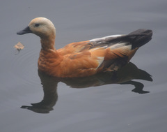 Tadorna ferruginea