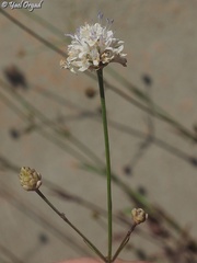 Cephalaria joppensis