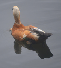 Tadorna ferruginea