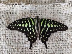 Graphium agamemnon