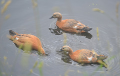 Tadorna ferruginea