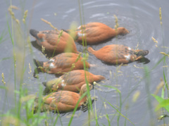 Tadorna ferruginea