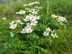 Anemonastrum chinense