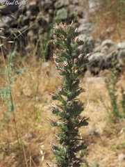 Echium glomeratum