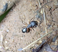 Camponotus compressus