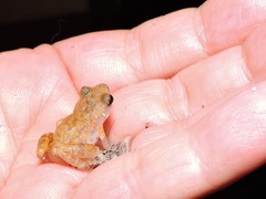 Eleutherodactylus modestus