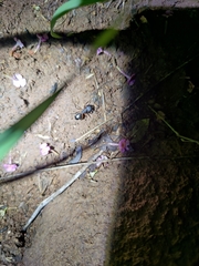 Camponotus compressus