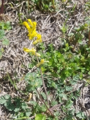 Corydalis micrantha