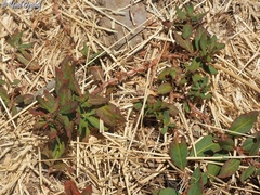 Polygonum cognatum