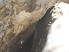 Ptyodactylus puiseuxi