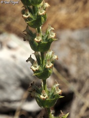 Sideritis perfoliata