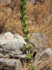 Sideritis perfoliata