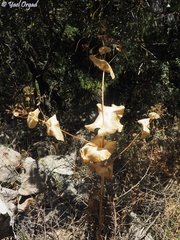Smyrnium connatum
