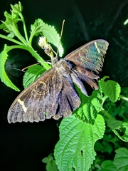 Erebus hieroglyphica