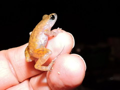 Eleutherodactylus modestus