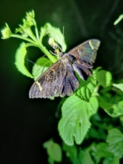 Erebus hieroglyphica