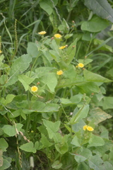 Sonchus oleraceus