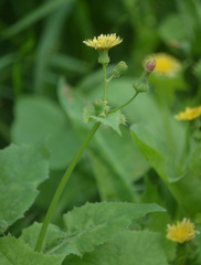 Sonchus oleraceus