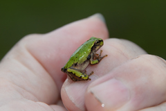 Hyla japonica