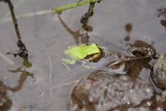Hyla japonica