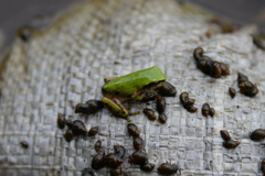 Hyla japonica