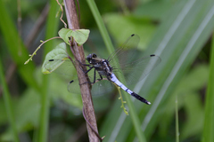 Orthetrum albistylum