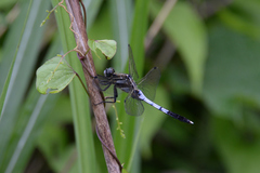 Orthetrum albistylum