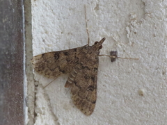 Dolicharthria daralis
