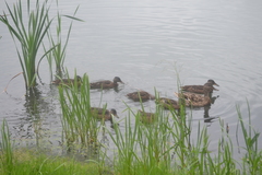 Anas platyrhynchos