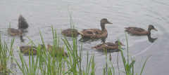 Anas platyrhynchos