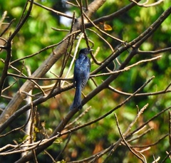 Surniculus dicruroides