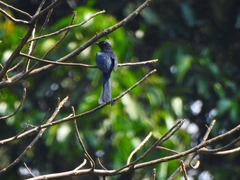 Surniculus dicruroides