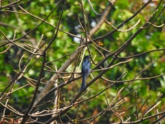 Surniculus dicruroides