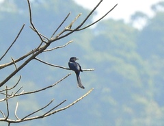 Surniculus dicruroides